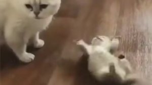 1000004354.mp4