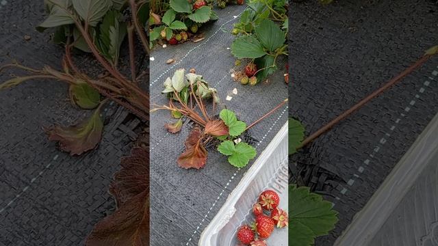 Урожай 2025года, заготовки🍓.