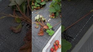 Урожай 2025года, заготовки🍓.