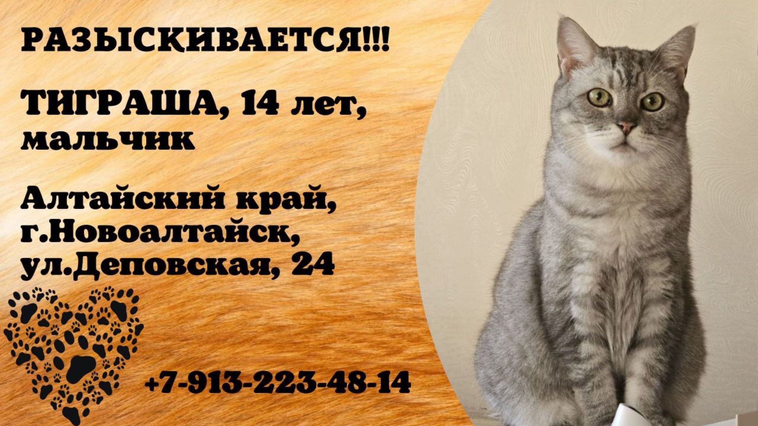 Пропал кот! ТИГРАША, 14 лет, мальчик. Алтайский край, г.Новоалтайск.