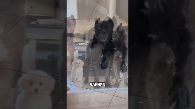 Животные приколы и не только