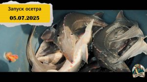 ЗАПУСК ОСЕТРА 05.07.2025