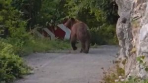 В Сочи медведи вышли к людям