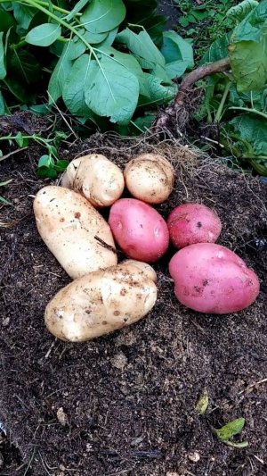Крупный КАРТОФЕЛЬ без забот.