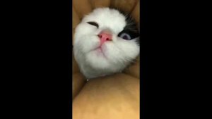 СМЕШНЫЕ ПРИКОЛЫ! Приколы с животными ОТБОРНЫЙ ЮМОР!