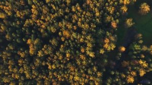 Клип, созданный искусственной нейросетью - новое слово в искусстве! - Veris Bellum Sonus -- Silva de