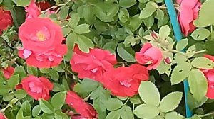Роза плетистая в саду🌹🌹🌹