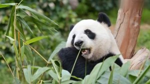 Meau & Pommelien Thijs - Het Midden