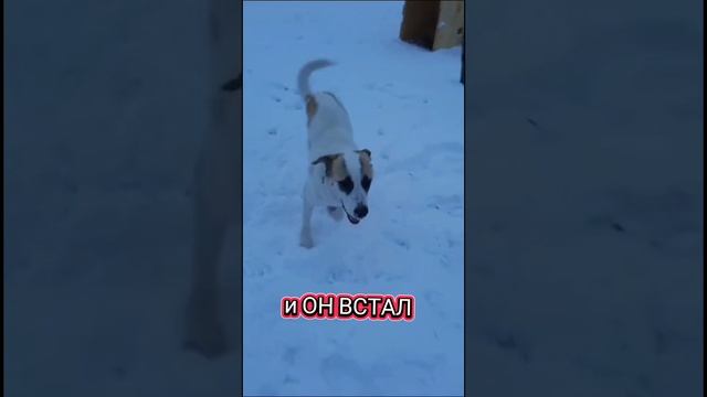Шерлок. Его история это история победы