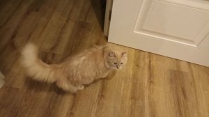 у нас в гостях кот, ему 13 лет👀🐱🐱🐱🐱🐱