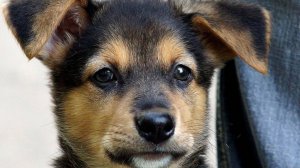 Из - за  ПАЗУЗИ ВЫНУВ ЩЕНКА СИРОТУ , ОБРАТИЛСЯ ХОЗЯИН со СЛОВОМ к КОТУ ... 🗨️
