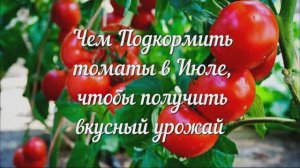 Чем Подкормить Томаты в Июле, Чтобы Получить Вкусный и Богатый Урожай