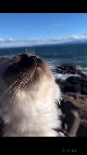 Коту пора на море 😺