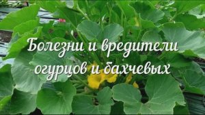 Определитель Болезней Огурцов и Бахчевых: Фото, Описание