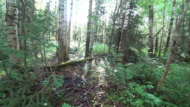 По грибы в лес 5 июля 2025 смотреть онлайн