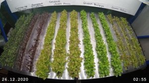 Эксперимент "Растения - 1" на станции Восток.