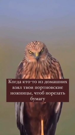 !!! НЕЛЬЗЯ БРАТЬ - Портновские ножницы  | Магазин "Мои ткани"