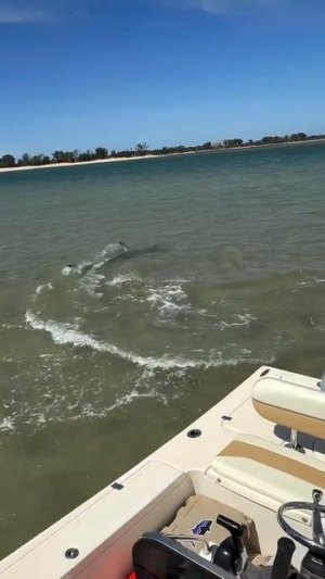 В Австралии на видео попал скат, который выпрыгивает из воды, чтобы спастись от акулы-молота.