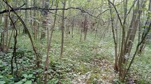 Почему "леший крутит"?