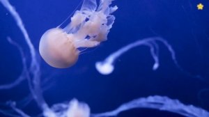 МУЛЬТФИЛЬМЫ ДЛЯ ДЕТЕЙ,  МУЛЬТИКИ ДЛЯ ДЕТИШЕК.  МУЛЬТИКИ мультики для Детей