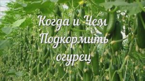 Чего не Хватает Растению? Подскажет Форма Огурца! ШПАРГАЛКА! Когда и Чем Подкормить Огурец