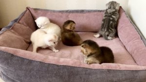 Котятам кошки Кайли 20 дней.