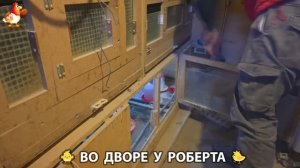 Содержание кур в домашних условиях и других птиц во дворе у Роберта 🐣🐤🦆🐔🪿🦃 (21)