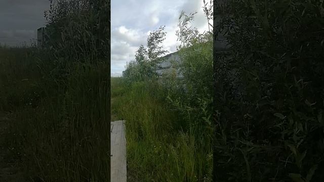 Мужик в кустах