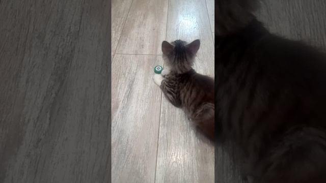 VID_20250705_161508.3gp
