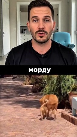 ❤️Кошки заботятся о пожилом псе, который попал в приют для особенных животных.