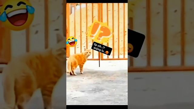 Животные приколы и не только