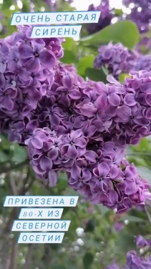 Старинный сорт сирени.