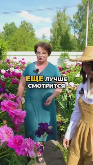 СЕКРЕТ садоводов: ПИОНЫ и ИРИСЫ - лучшее соседство! 🌺🌿