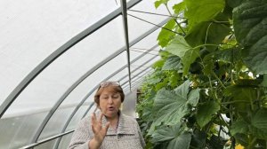 Раскрываю секрет.
Как вырастить богатый урожай в любую погоду.