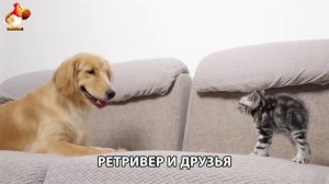 Золотистый ретривер и его друзья милые питомцы 🐕 выпуск (158)