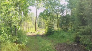 Коп в начале июля. 2025.