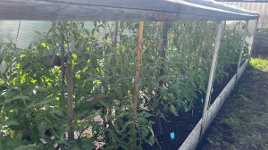 🏡 Обзор томатов в открытом грунте, в данном случае это тоннель, иногда прикрываем укрывным.