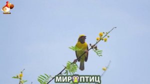 Мир птиц – красота и грация пернатых созданий Природы 🦩🦚🦜 Выпуск (273) 🦉🐦🐤