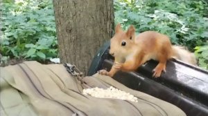 Белочка лакомится орехами