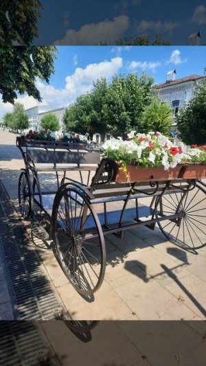 Городские цветы