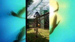 Зоопарк в г. Хайфе - Израиль