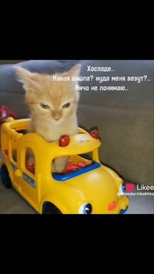 нашла прикольные видео с котятами 🥰😄