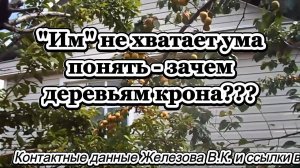 "Им" не хватает ума понять - зачем деревьям крона???