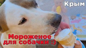 Мороженое для собаки в Крыму: можно ли угощать питомца и стоит ли пробовать самим?