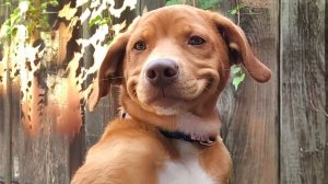 Смешные видео с собаками и кошками 2025 🤣🐶 Лучшие самые смешные видео с животными