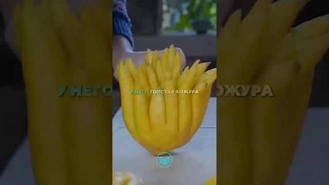 VID_20250705_161651_451.mp4