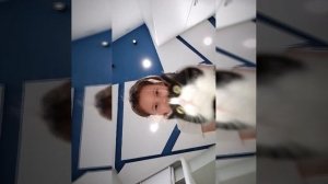 кот Сенька Педро Педро педро