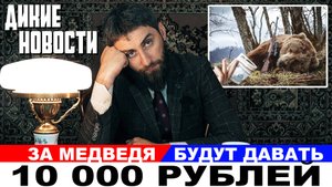 За медведей будут платить вознаграждение по 10 тр. Лишили оружия за наклейку на авто. Дикие новости
