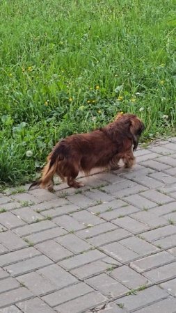 #собачка #reels #short #shorts #margo #shortvideo #shortsvideo #red #dog #dogs #doglife #dogshort
