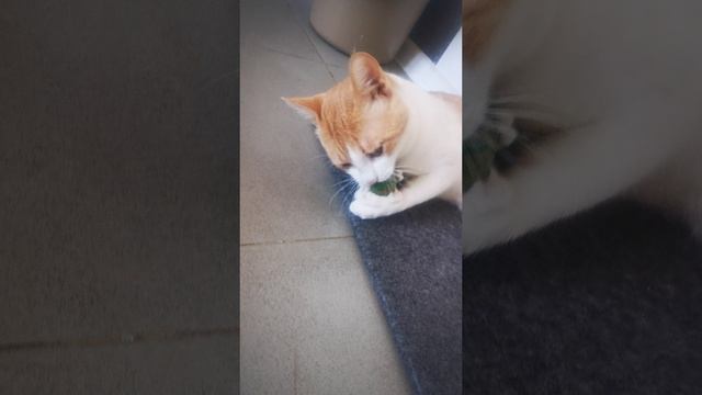 VID_20250627_073218.mp4